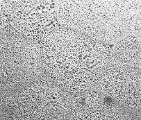 Struttura cellulare di POLIESPANSO 250